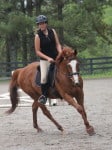 Kokopelli - Thoroughbred horse for sale