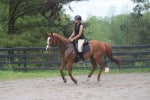 Kokopelli - Thoroughbred horse for sale