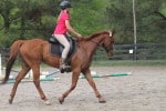 Kokopelli - Thoroughbred horse for sale