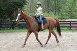 Kokopelli - Thoroughbred horse for sale