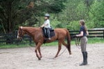 Kokopelli - Thoroughbred horse for sale