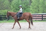Kokopelli - Thoroughbred horse for sale