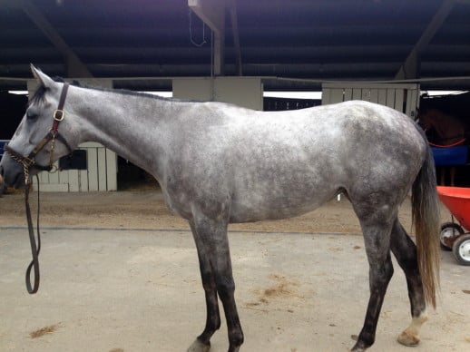 Dappled gray Thoroughbred Horse For Sale