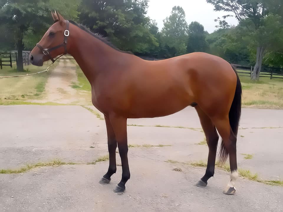 Unraced Thoroughbred horse for sale from Bits & Bytes Farm