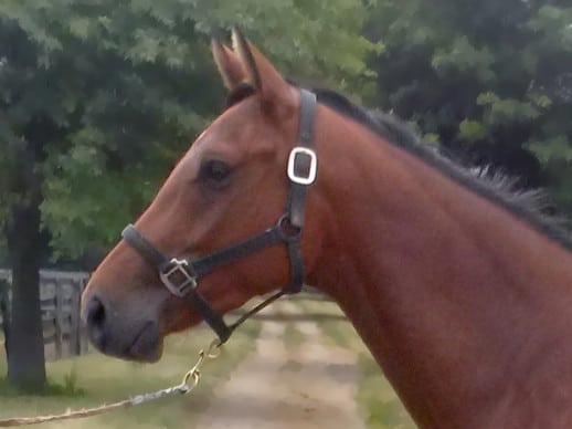 "Striker" is an unraced Thoroughbred horse for sale from Bits & Bytes Farm.