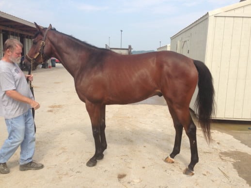 "Tiz" is an unraced Thoroughbred horse for sale from Bits & Bytes Farm