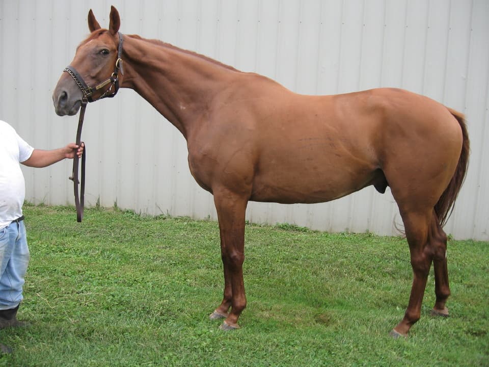 "Twiny' 16.2 Hand Thoroughbred Horse For Sale