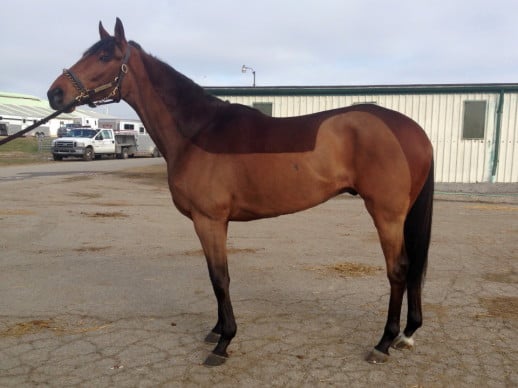 16.2 hh Thoroughbred horse for sale - "Alfie"