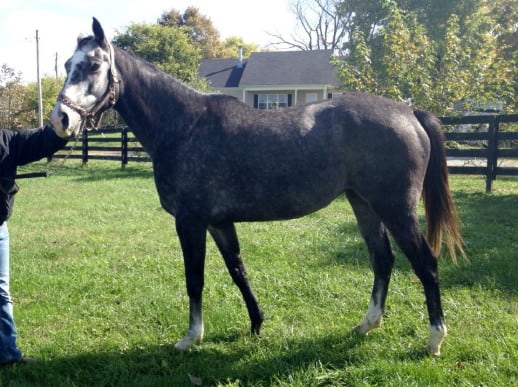 "Bing" - Unraced Grey Thoroughbred horse for sale.