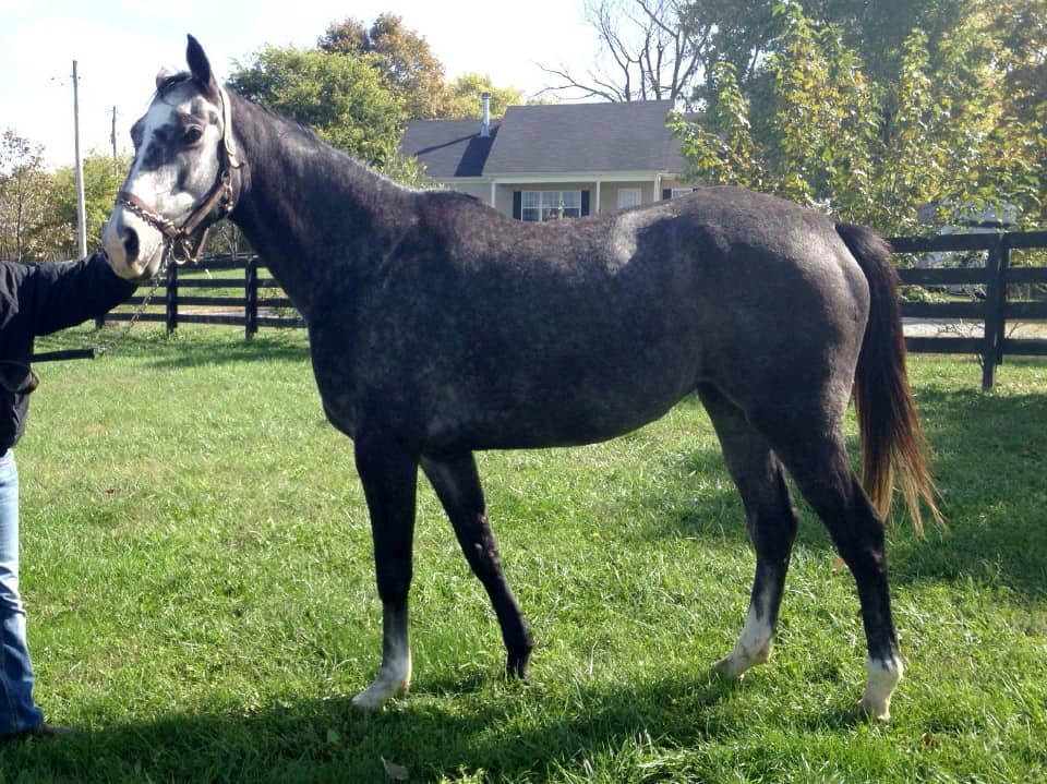 "Bing" - Grey Thoroughbred horse for sale.