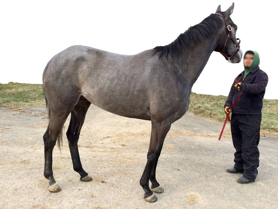 Grey Thoroughbred Horse For Sale