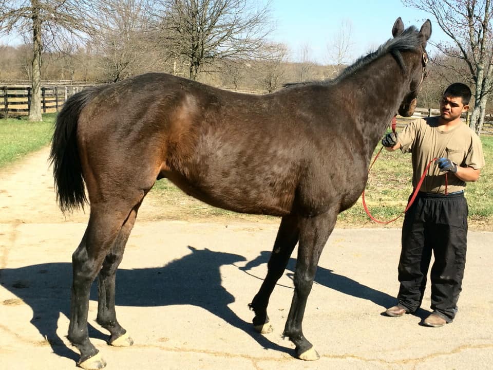 Night - Competition quality Thoroughbred horse for sale