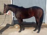 "Collio" - Beautiful Bay Thoroughbred Horse For Sale from the Track
