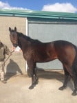 "Collio" - Beautiful Bay Thoroughbred Horse For Sale from the Track
