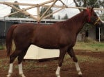"Is the One" flashy Thoroughbred horse for sale.
