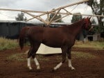 "Is the One" flashy Thoroughbred horse for sale.