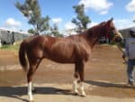 Is The One - Thoroughbred with four white stockings - for sale