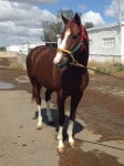 "Is the One" flashy Thoroughbred horse for sale.
