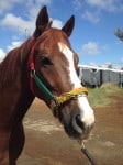 "Is the One" flashy Thoroughbred horse for sale.