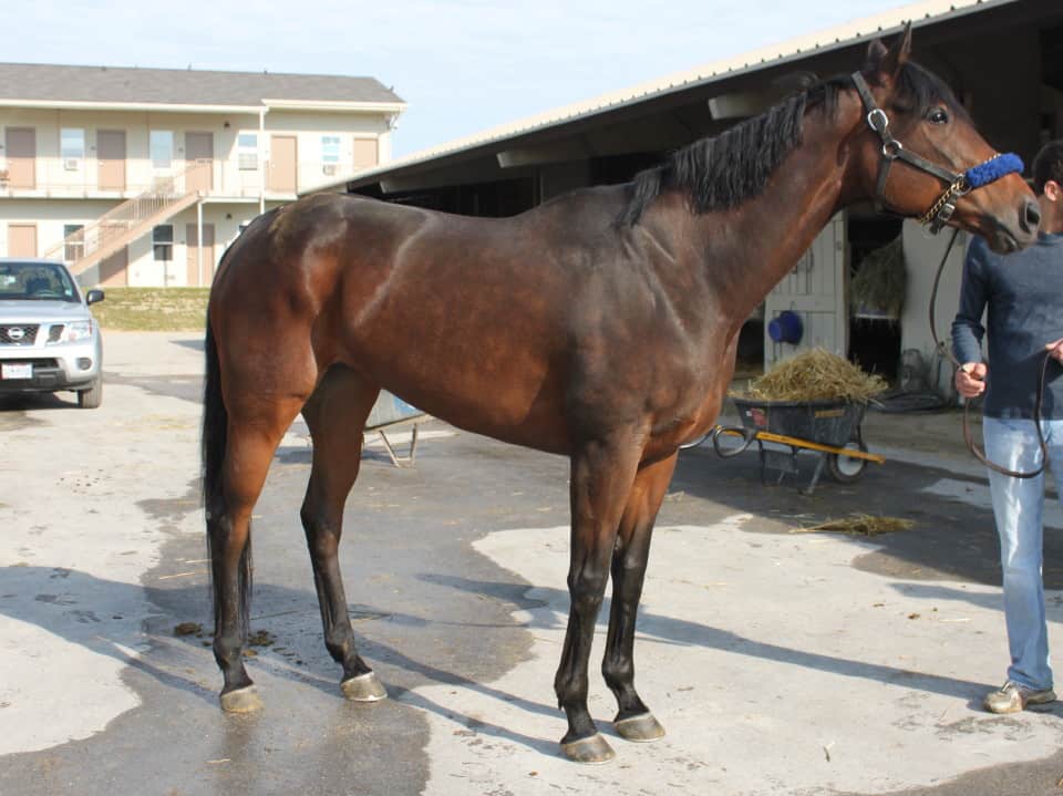 "Terri" - Large Thoroughbred Mare For Sale