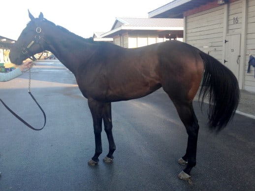 "Missiles" is a sweet kind Thoroughbred gelding for sale