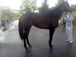 "Missiles" is a sweet kind Thoroughbred gelding for sale
