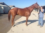 "Indiana Man" 2009 Chestnut Thoroughbred Gelding For Sale