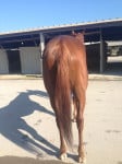 "Indiana Man" 2009 Chestnut Thoroughbred Gelding For Sale