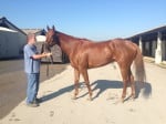 "Indiana Man" 2009 Chestnut Thoroughbred Gelding For Sale