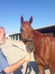 "Indiana Man" 2009 Chestnut Thoroughbred Gelding For Sale