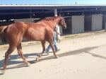 "Indiana Man" 2009 Chestnut Thoroughbred Gelding For Sale