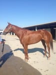 "Indiana Man" 2009 Chestnut Thoroughbred Gelding For Sale