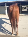 " Indiana Man" 2009 Chestnut Thoroughbred Gelding For Sale