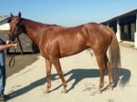 "Indiana Man" 2009 Chestnut Thoroughbred Gelding For Sale