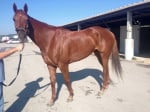 "Indiana Man" 2009 Chestnut Thoroughbred Gelding For Sale