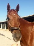 "Indiana Man" 2009 Chestnut Thoroughbred Gelding For Sale