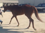 "Indiana Man" 2009 Chestnut Thoroughbred Gelding For Sale