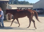 "Indiana Man" 2009 Chestnut Thoroughbred Gelding For Sale