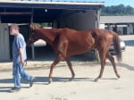 "Indiana Man" 2009 Chestnut Thoroughbred Gelding For Sale