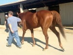 "Indiana Man" 2009 Chestnut Thoroughbred Gelding For Sale