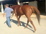 "Indiana Man" 2009 Chestnut Thoroughbred Gelding For Sale