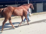 "Indiana Man" 2009 Chestnut Thoroughbred Gelding For Sale