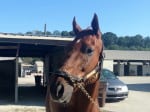 "Indiana Man" 2009 Chestnut Thoroughbred Gelding For Sale