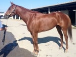 "Indiana Man" 2009 Chestnut Thoroughbred Gelding For Sale