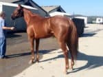 SOLD! "Indiana Man" 2009 Chestnut Thoroughbred Gelding For Sale