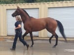 "Rummy" is a 2010 bay Thoroughbred mare for sale