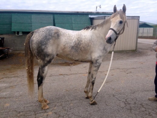 “Rocky” is a 2008, 16.2 hand, grey Thoroughbred Gelding For Sale