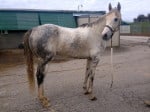 “Rocky” is a 2008, 16.2 hand, grey Thoroughbred Gelding For Sale