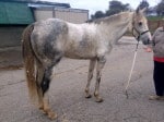 “Rocky” is a 2008, 16.2 hand, grey Thoroughbred Gelding For Sale