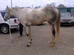“Rocky” is a 2008, 16.2 hand, grey Thoroughbred Gelding For Sale
